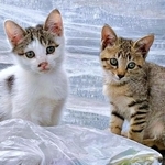 「うちの納屋で野良猫が子どもを産んどった」…愛猫を亡くした飼い主に農園の師匠が託した2匹の保護猫　心の傷を癒やしてくれる大切な存在に