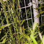 「ずっと鳴いとったん、あんたやろ」スーパーの閉店後、駐車場の草むらでうずくまる子猫を保護→ロピアくんと命名