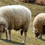 「牛のような羊」に「自分を馬と思っている牛」？…六甲山牧場は珍獣パラダイス「不思議な子だね」「コスプレしてるみたい」