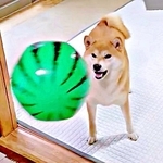 スイカボールを投げると、ラリーを繰り出したちびこちゃん（画像提供：柴犬ちびこさん）