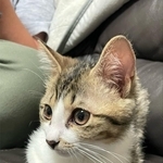 子猫のスイちゃん