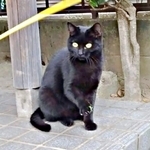 「猫の保護は大反対」だった夫が5年後…まさかの発言　1匹の猫がつないだ家族の劇的変化に「ダンナ氏チョロい（笑）」