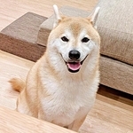 「踏んでるー！」飼い主の訴えもおかまいなし？  極上の笑顔で柴犬が……その姿に1.8万いいね「その顔は反則」「普通にご褒美」