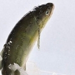 食品サンプルなのに……水しぶき、躍動感は本物以上！？　メーカーの本気に「捕まえにいきたくなる」「博物館に飾られそうですね」　
