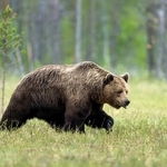 日没後の草むらに黒い影　出没情報もあった地域　「気をつけてください、クマです」　通りかかった自転車のおじいさんに伝えると…