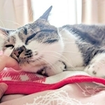 飼い主さんの手にすりすりするかるびちゃん（画像提供：みけねこざっきーさん）