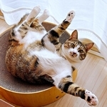 猫のおなか丸出しへそ天ポーズは「おなか、みていいよ」　でも……触っちゃダメ！危険な罠に反響「誤解厳禁！」「触りたくなる」