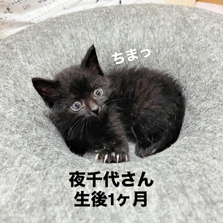 保護当時、生後1カ月ころの夜千代さん（画像提供：yozo工房さん）