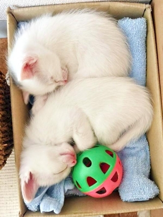 お迎え初日、箱の中で丸まって眠る生後1カ月ころの心ちゃん、空ちゃん（画像提供：ねこいろ日記さん）