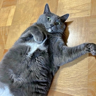 床上でくつろぎながらチラッとこちらを見るメロちゃん（画像提供：そべ3さん）