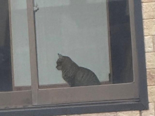 SNSに投稿されていた写真の一部を拡大したもの。ヘイヘイくんは現在もV-CATS JAPANが保護に向け活動中