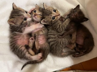 乳飲み子を育てるのは大変です（画像提供：みやこねこさん）