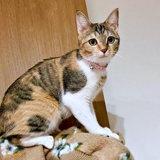 飼い主さんの肩にのったテトちゃん。夜中に見せた行動が話題に（画像提供：_hinappyさん）