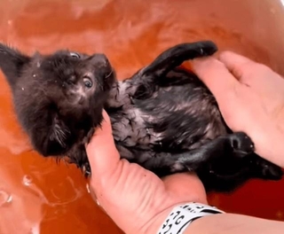 ノミの糞が溶けて、水が真っ赤 画像提供：かごねこ※画像はトリミングしています