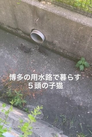 博多の用水路で5匹の子猫が暮らしていた（「TetoMoco | 猫活するママの暮らし」さん提供、Instagramよりキャプチャ撮影）
