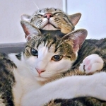 「暑いからイヤ！」くっつきたい弟猫をつっぱねる姉猫の必死な顔に1.6万いいね「仁義なき戦い」「切ない」「片想い」