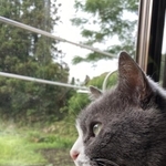 20歳超の愛猫トムくんが旅立ったあとに…（「琥珀」さん提供）