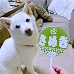 雷が怖い柴犬、避難場所に選んだのは…？ 見守りカメラがとらえた予想外の姿に反響「そんな誇らしげに（笑）」「死ぬほど笑うwww」