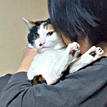 ママにはべったり、パパには足ピーン！ 抱っこで変わる三毛猫の反応に3.4万いいね　家族によって全然違うポーズや表情に注目
