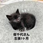 保護当時、生後1カ月ころの夜千代さん（画像提供：yozo工房さん）