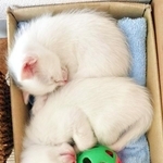 お迎え初日、箱の中で丸まって眠る生後1カ月ころの心ちゃん、空ちゃん（画像提供：ねこいろ日記さん）
