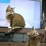 ヨガをしようと思ったら……子猫の「容赦ない妨害」に反響「ポーズどころじゃない」「我が家もです」
