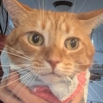 まるでブリトー　タオルでくるくる包まれた猫　病院での緊張を減らしてあげたい…実は治療中の負担を減らす技術　「とっても可愛い」