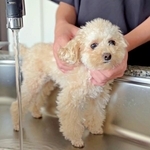 犬洗いバレを防ぐため、マッサージで誤魔化した結果…　愛犬が見せた反応にいいね1.2万件超「何ていうかわいさなんでしょう」