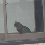 熊本地震から1か月超、倒壊したビルに取り残された猫を救出　“猫版DMAT”で連携プレー