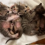 乳飲み子を育てるのは大変です（画像提供：みやこねこさん）