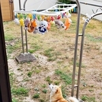 柴犬「オモチャを洗われた…」干されたぬいぐるみを見上げる姿に反響　「切なさが伝わります」「不満そうなのがかわいすぎ」