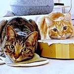 「弟つぶしてるよ」弟猫の顔にアゴを乗せてくつろぐ姉猫　密着しすぎな姿に1.6万いいね　このあとどうなった？