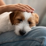 愛犬を預ける不安1位は？　※画像はイメージです（Prostock-studio/stock.adobe.com）