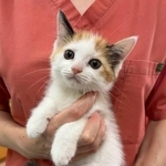 実家に連れて帰った子猫　仏壇に乗ったり隙間に入ったり…その場から離れず　首をかしげて見つめる姿に「超かわいい」「ご先祖様も大歓迎」