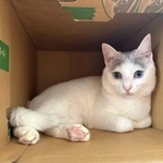 「壁引っ掻いたことなくて良い子」愛猫自慢と思ったら…　まさかの光景に「我が家も！」と共感殺到、1.2万いいね