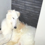 朝のお散歩　いつも扉の前で待つ愛犬が見当たらず　小屋をのぞくと…まさかの光景　「可愛いご来客」