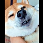 柴犬を膝の上でトントンすると…そのお顔が？　愛らしい光景に5.3万いいね「天然記念物級のかわいさ」「赤子ちゃん」