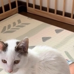 まぐろくんの生まれ変わり！？（「息子君きなこしらたまごましおまぐろ」さん提供、Instagramよりキャプチャ撮影）