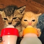 手がかかることから殺処分の対象になりやすい生後間もない子猫も受け入れている