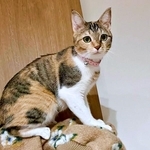 飼い主さんの肩にのったテトちゃん。夜中に見せた行動が話題に（画像提供：_hinappyさん）
