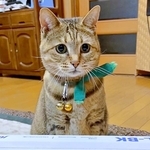 猫どこ？→「玄関でミュシャやってる」母の一言に見に行くと…　愛猫の寝姿がまるで名画！「美しい」「表現が天才すぎ」