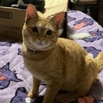 「夏前は通れたのに！」愛猫がキャットタワーの入口につっかえジタバタ　ぷりぷりお尻の動画が83万回再生「プーさんでみたことある」
