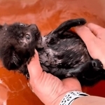 「保護した子猫を洗ったら、お湯が真っ赤に…」衝撃的な光景の正体は大量のノミの糞　血を吸われ過ぎると命を落とすことも