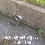 博多の用水路で5匹の子猫が暮らしていた（「TetoMoco | 猫活するママの暮らし」さん提供、Instagramよりキャプチャ撮影）