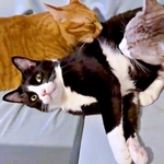 「どや、うらやましいやろ？」両側から毛づくろいされる猫に7.5万いいね　満足げな表情に「この猫になりたい」「お手本のようなドヤ顔」