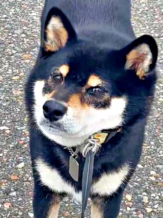 「もう帰る！」 散歩中、動かなくなったはるくん（画像提供：黒柴はるママさん）