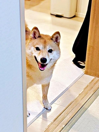 朝の部屋パトロール姿が話題になったケンタくん（画像提供：ケンタさん）