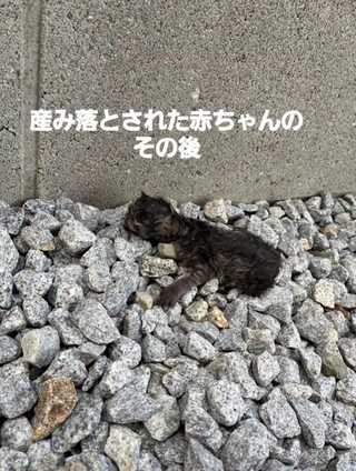 産み落とされた子猫を保護（「NPO法人 アニマルスマイル香川」さん提供、Instagramよりキャプチャ撮影）
