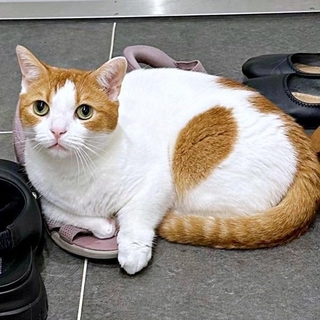 飼い主さんの友人の靴を気に入ったもち丸くん（画像提供：も＆もちもなさん）