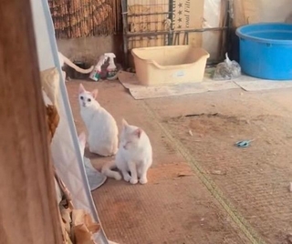 今回の住宅ではペットの飼育が認められていなかったため、手術の支援制度が使えず…（「かごねこ」さん提供、Instagramよりキャプチャ撮影）※画像はトリミングしています